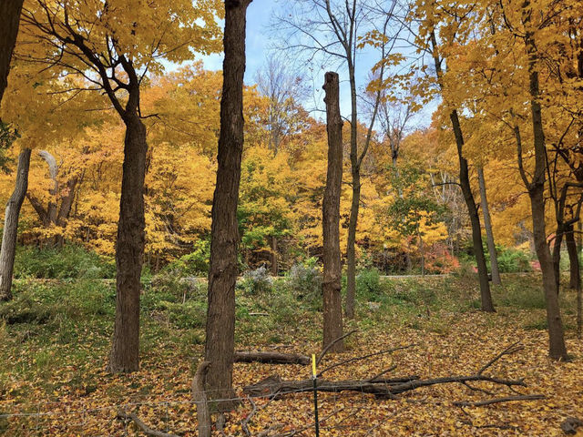 Mount Royal Park Parc du Mont-Royal Mount Royal Park Parc du Mont-Royal