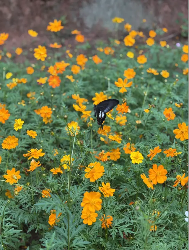 Little Adventure to the Hongshilin National Geopark Outside Furong