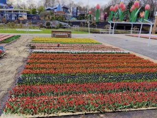 มาดูโรดัม