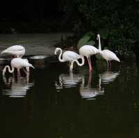 Animals of Guangzhou Zoo