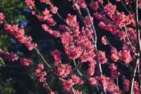 Facing the sea, spring blossoms.