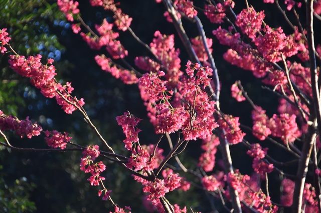 Facing the sea, spring blossoms.