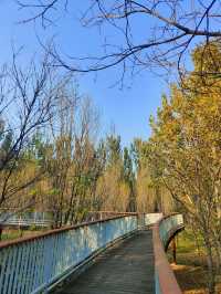 擁有森林棧道的天津免費公園