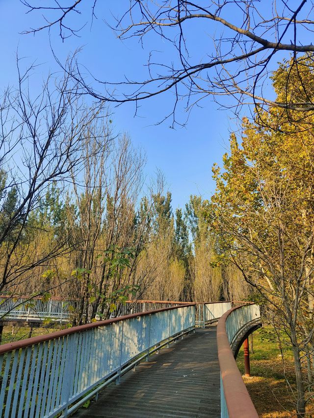 擁有森林棧道的天津免費公園