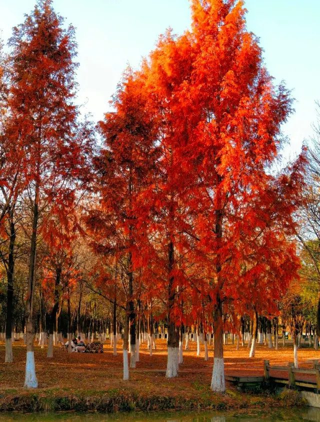 Autumn in Xi'an‖This place is as beautiful as a painting