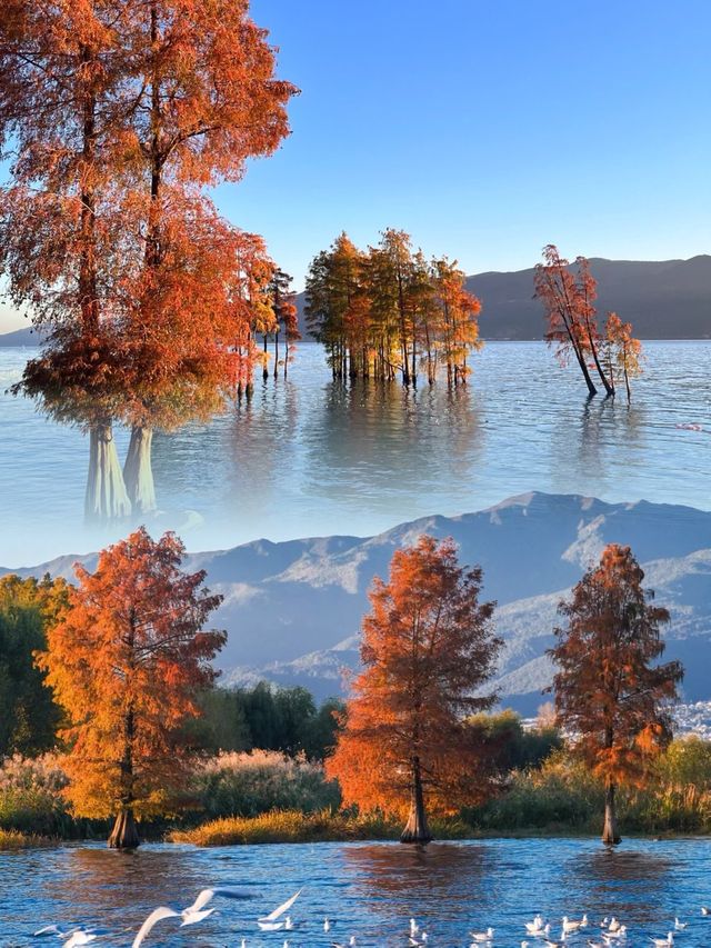 海鷗、日出、大海和紅杉樹，就是一整個浪漫……