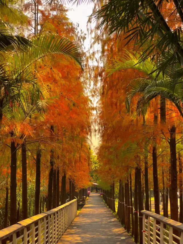 There is a fairy tale forest full of autumn and winter atmosphere hidden in Tianhe, Guangzhou