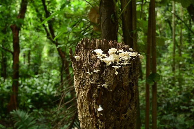 城市裡的森林公園