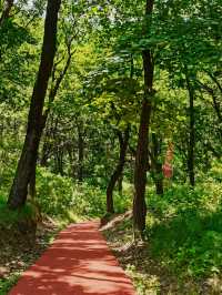 林間漫步，共赴鹿苑之約‖東豐南照山公園