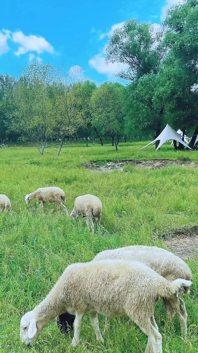 去什麼內蒙古，自家旁邊就有大草原