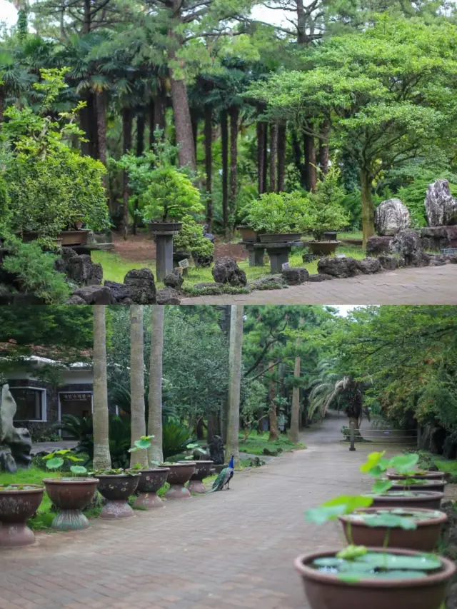 美しい公園で奇妙な花や石を楽しむことができる済州島