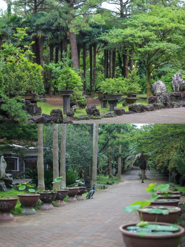 濟州島可以欣賞奇花異石的美麗公園