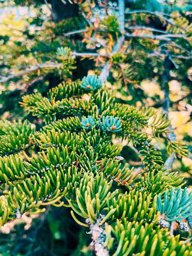 山西·蘆芽山·馬侖草原-不來會後悔的地方!