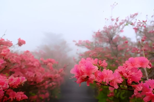 人間四月天，被這座杜鵑山承包了