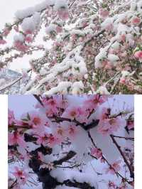 冬季必去|寶藏景點|雲端仙境洛陽老君山|三月桃花雪