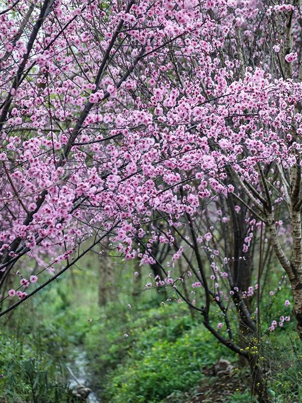 四川最美梅花地大公開