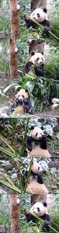 成都｜熊猫和雪景不期而遇，熊猫研究基地都江堰分中心