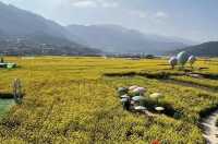 莫負春光好韶華，越西豈止油菜花開