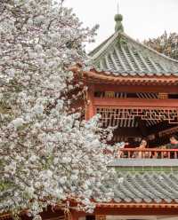 汕頭中山公園的梨花又要開了