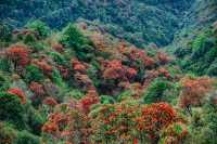 保山道人山___小眾清新之地