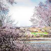 春天浪漫賞花：林芝夢幻仙境