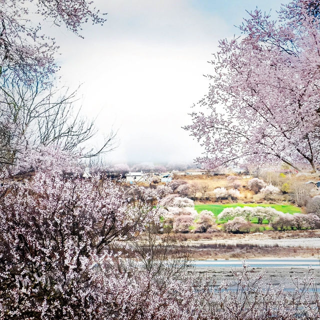 春天浪漫賞花：林芝夢幻仙境