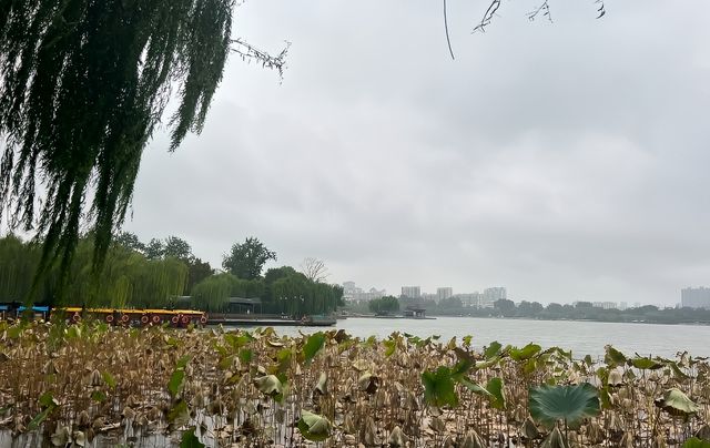 你還記得大明湖畔的“夏雨荷”嗎？