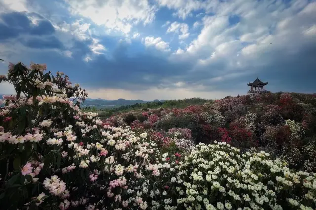 Bai Li Du Juan, the most beautiful bloom!