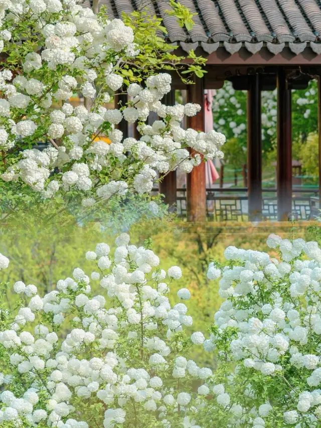 Hangzhou | The most beautiful April days, the hydrangeas at Xianghu Lake are in bloom