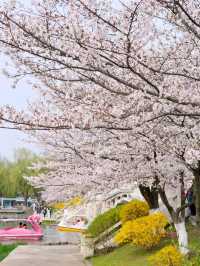 Xuanwu Lake in Nanjing Cherry Blossoms🌸🇨🇳