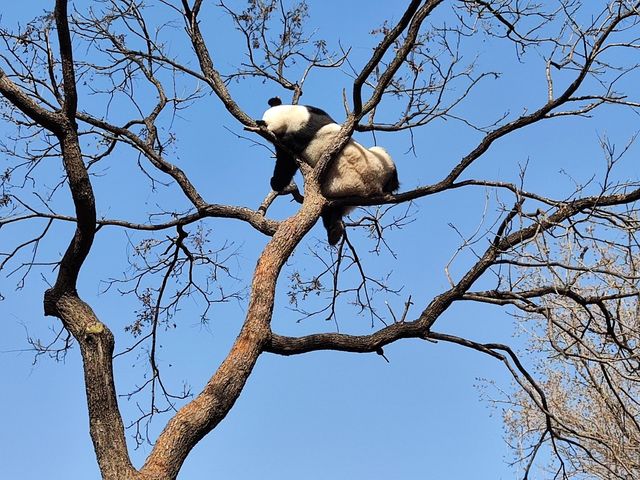 北京動物園|五一遛娃好去處