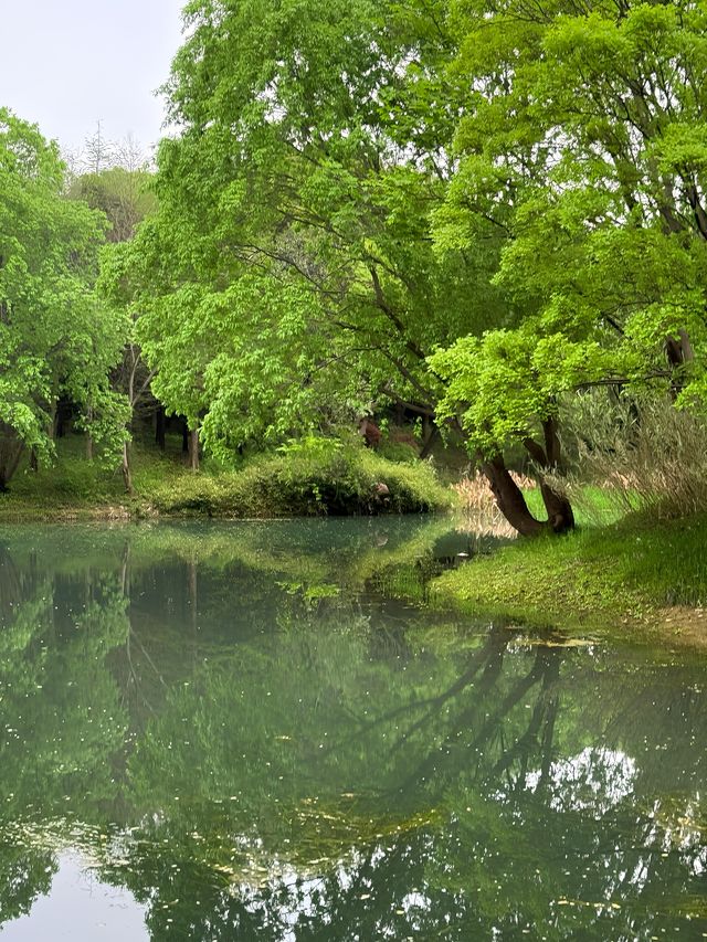 走進無錫貢湖灣濕地公園，感受原始森林之美