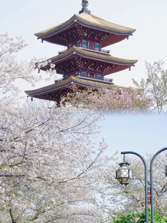 Enjoying Cherry Blossoms at East Lake in Wuhan