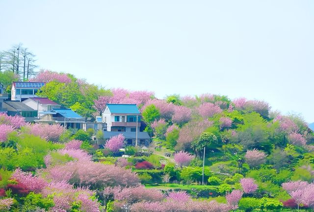 四明山覆卮山小眾賞花勝地推薦