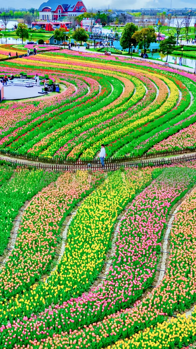 Yancheng, are you confused? You're not promoting such a beautiful tulip flower sea