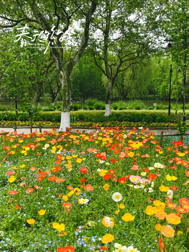 四月的世紀公園當真是百花齊放，處處都是花的海洋