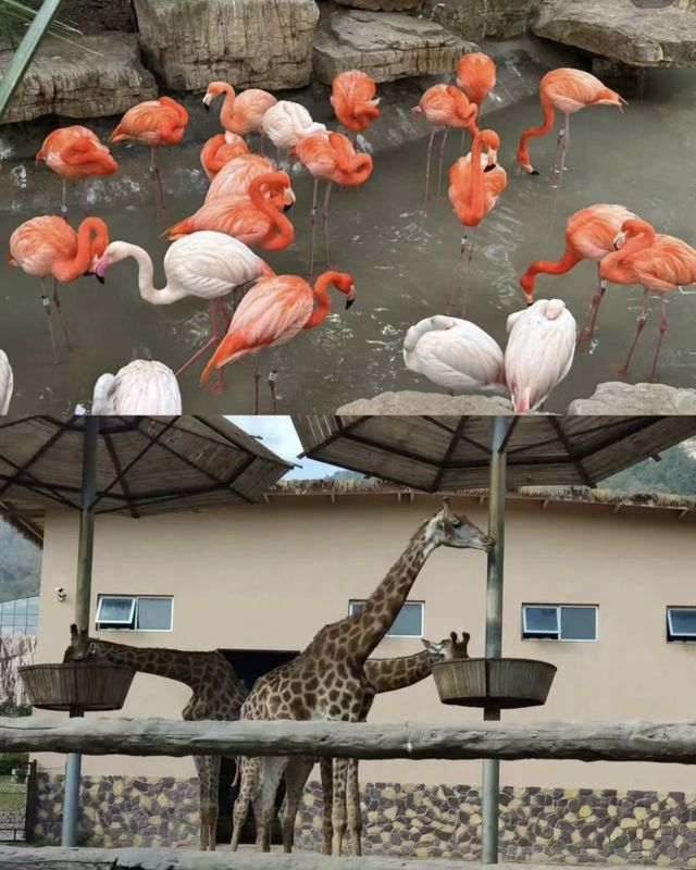 剛從青島森林野生動物世界回來!