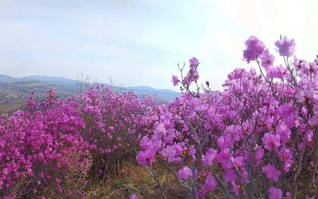 興安杜鵑燦爛成海：阿榮旗山林盡染胭脂