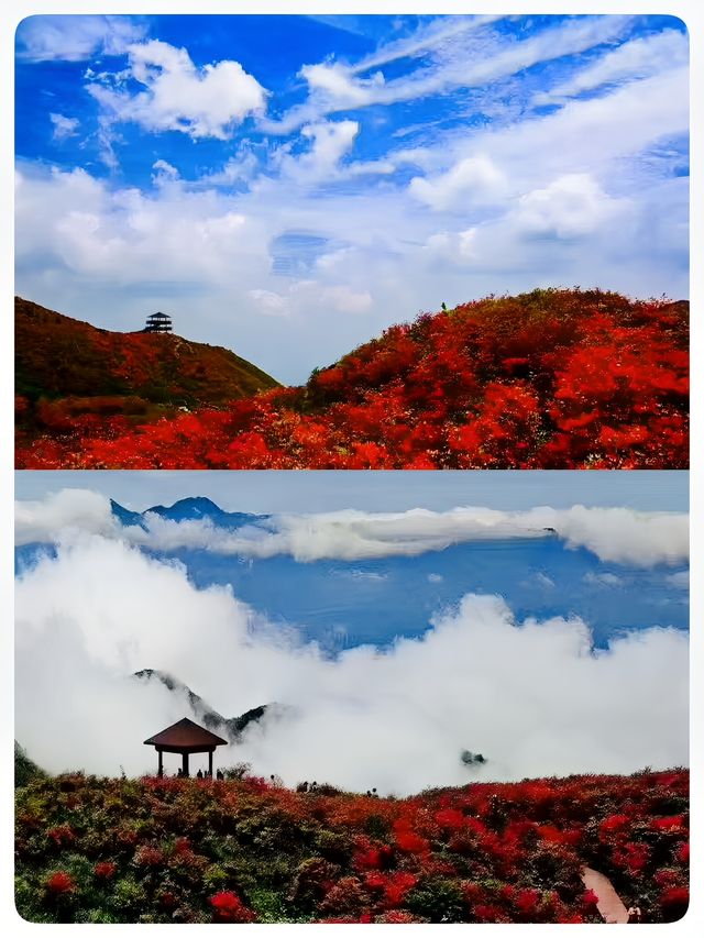 瀏陽｜賞杜鵑花的秘密仙境｜大圍山國家森林公園