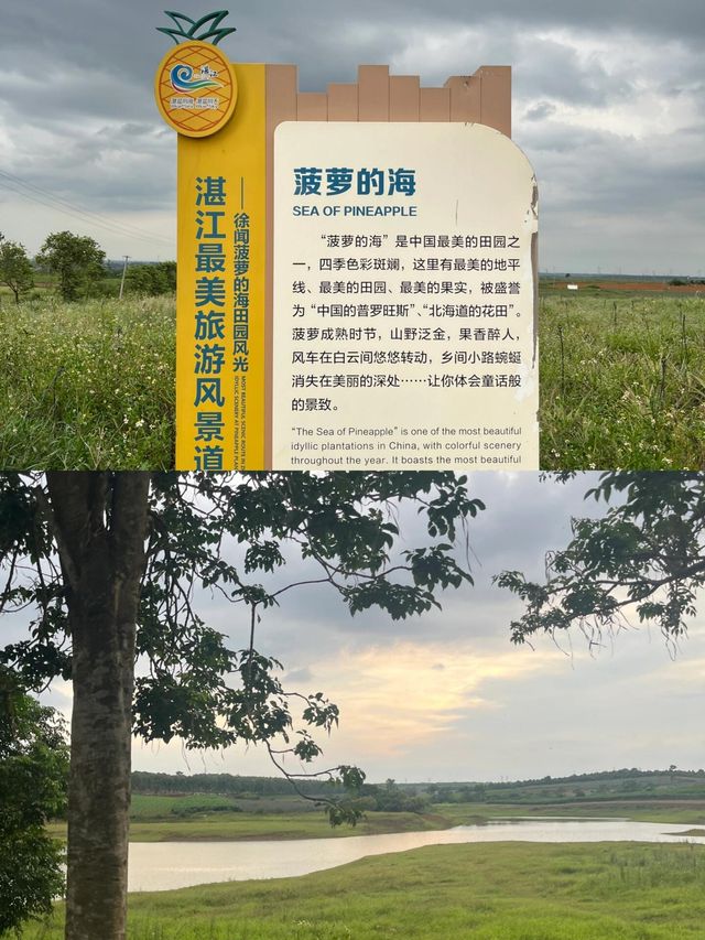 歡迎來我的家鄉玩|徐聞菠蘿的海