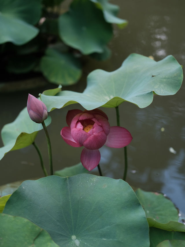 藏在香港九龍公園的展覽，還有看不夠的荷花