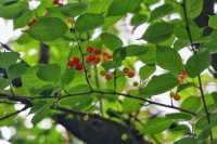 我的人生FIRST|免费采摘千年樱桃沟