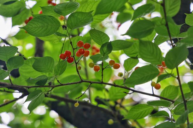 我的人生FIRST|免费采摘千年樱桃沟