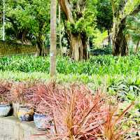種草澳門白鴿巢公園