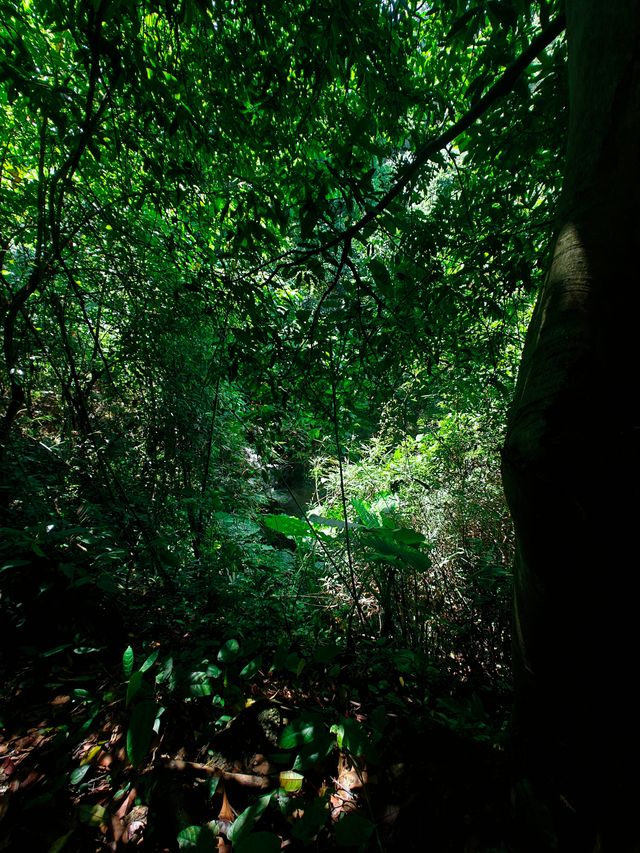 陽台山公園。
