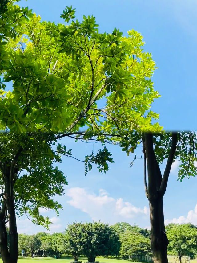 深圳可以野外奔跑嘅公園。