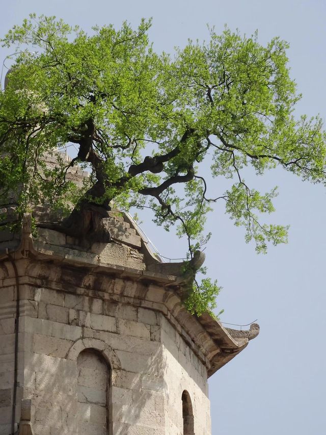 花筑奢·黃冈｜不只有密卷，風景人文也一絕。