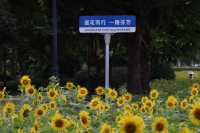 向日葵開花了，還不快去看！。