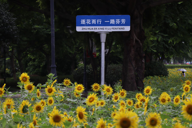 向日葵開花了，還不快去看！。