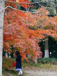 秋日童話杭州下沙小眾銀杏公園。